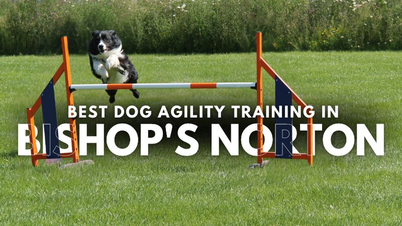 Best Dog Agility Training in Bishop's Norton