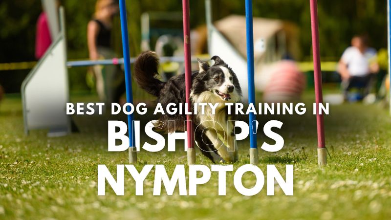 Best Dog Agility Training in Bishop's Nympton