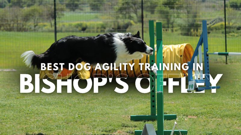 Best Dog Agility Training in Bishop's Offley