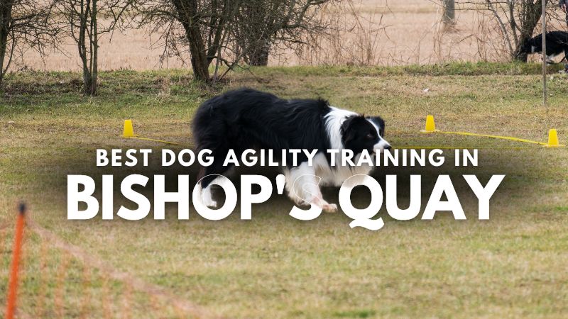 Best Dog Agility Training in Bishop's Quay