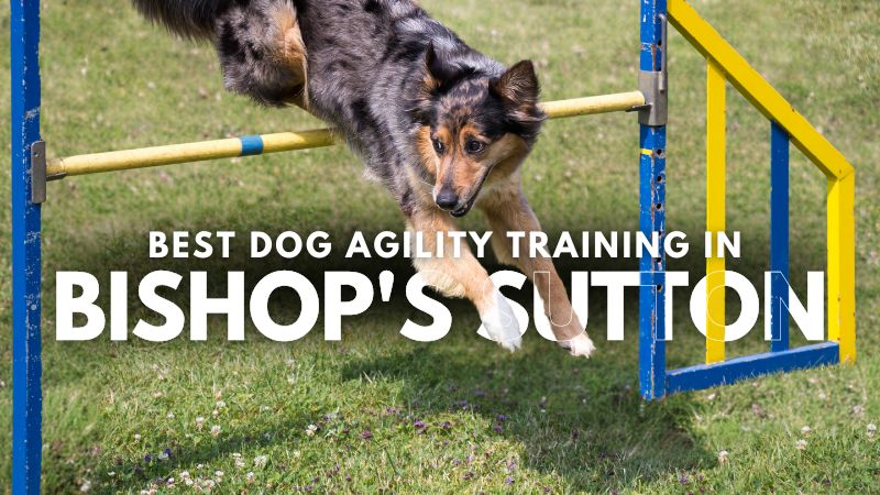 Best Dog Agility Training in Bishop's Sutton