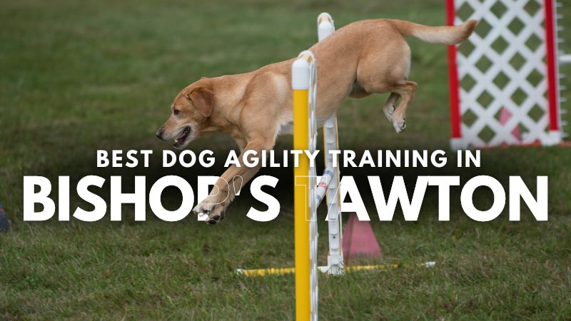 Best Dog Agility Training in Bishop's Tawton