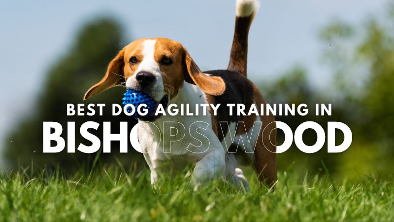 Best Dog Agility Training in Bishops Wood