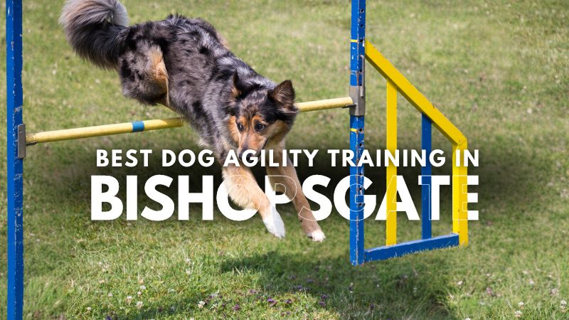 Best Dog Agility Training in Bishopsgate