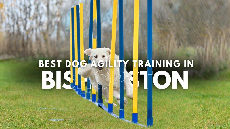 Best Dog Agility Training in Bishopston