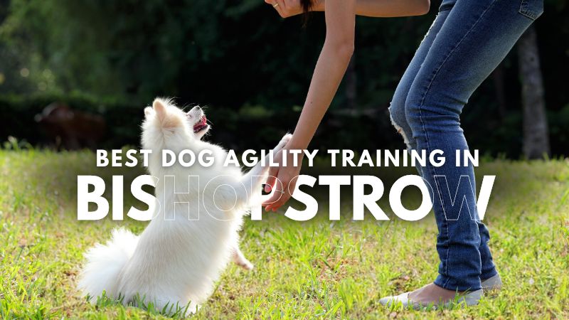 Best Dog Agility Training in Bishopstrow