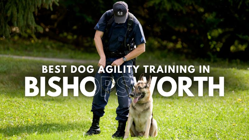 Best Dog Agility Training in Bishopsworth