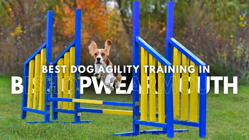 Best Dog Agility Training in Bishopwearmouth