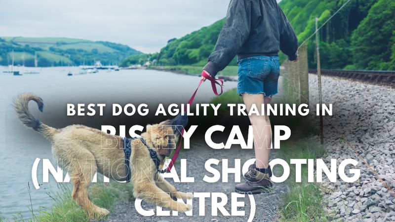 Best Dog Agility Training in Bisley Camp (National Shooting Centre)