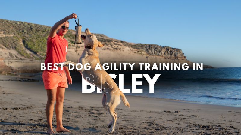 Best Dog Agility Training in Bisley