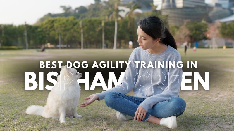 Best Dog Agility Training in Bispham Green