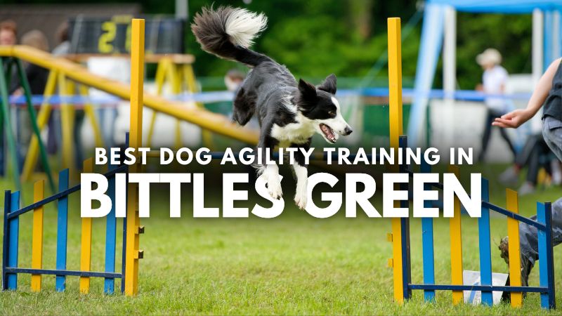 Best Dog Agility Training in Bittles Green