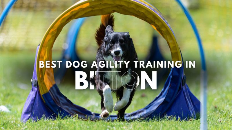 Best Dog Agility Training in Bitton