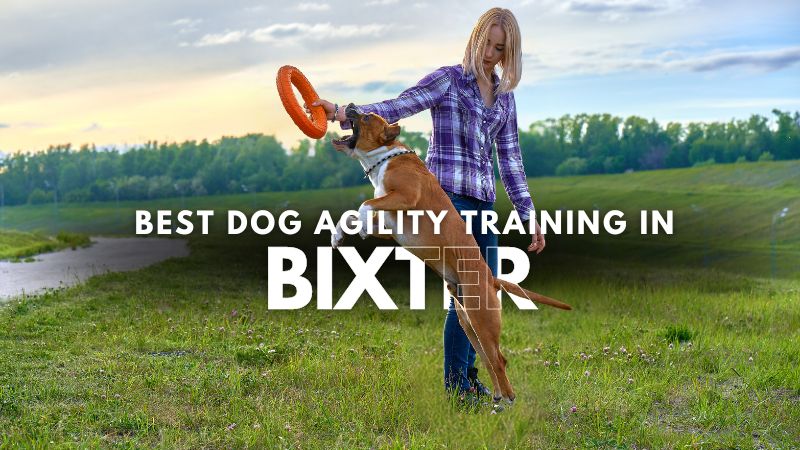 Best Dog Agility Training in Bixter