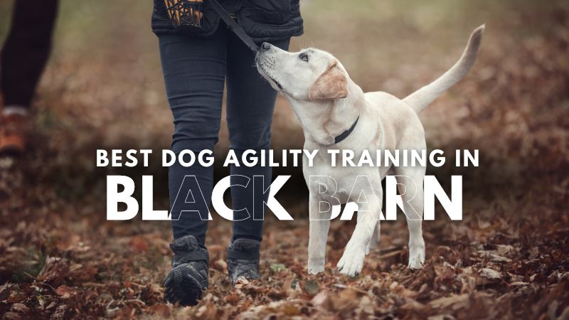 Best Dog Agility Training in Black Barn