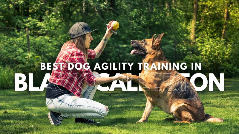 Best Dog Agility Training in Black Callerton