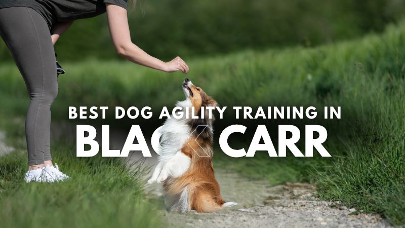 Best Dog Agility Training in Black Carr