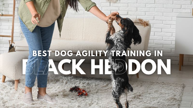 Best Dog Agility Training in Black Heddon