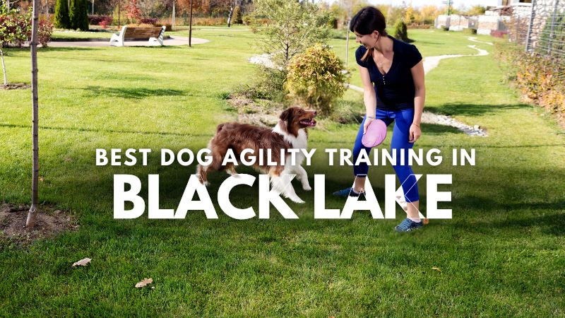 Best Dog Agility Training in Black Lake