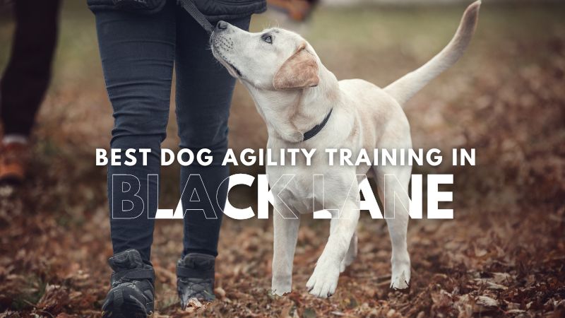 Best Dog Agility Training in Black Lane