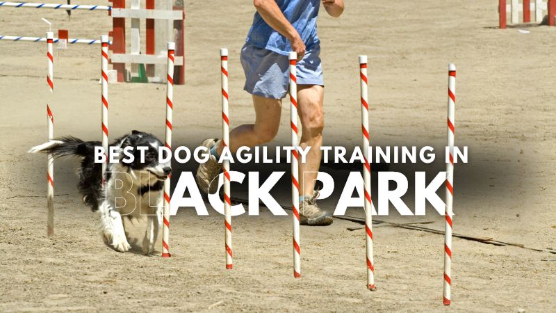 Best Dog Agility Training in Black Park