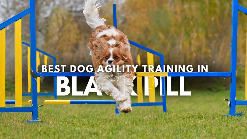 Best Dog Agility Training in Black Pill