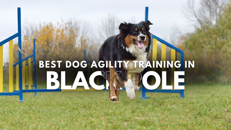 Best Dog Agility Training in Black Pole