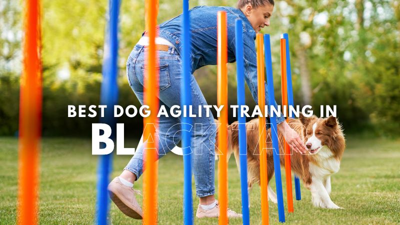 Best Dog Agility Training in Black Tar