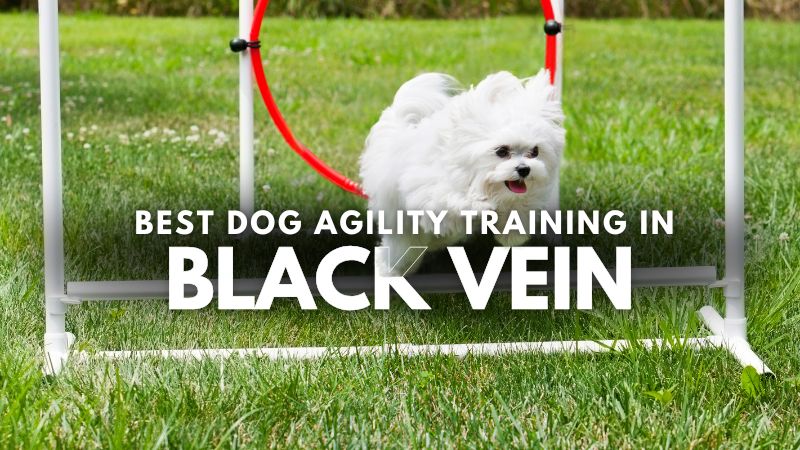 Best Dog Agility Training in Black Vein