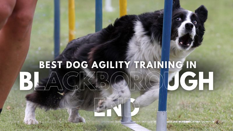 Best Dog Agility Training in Blackborough End