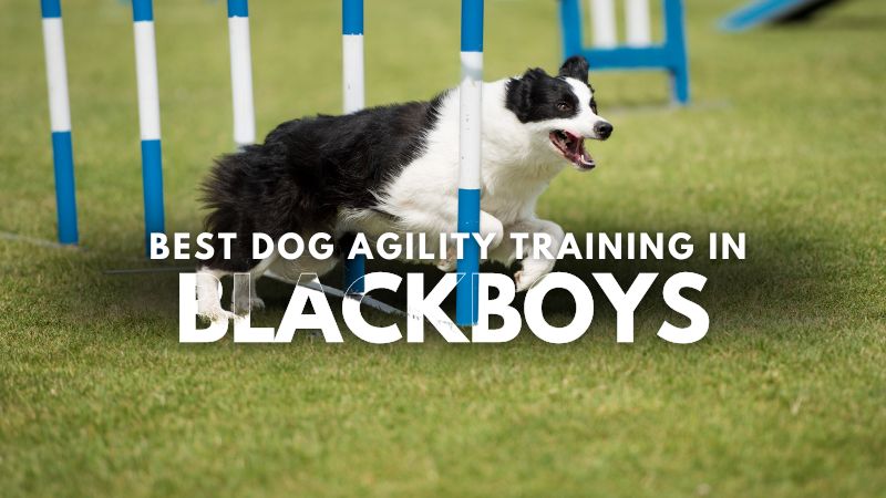 Best Dog Agility Training in Blackboys