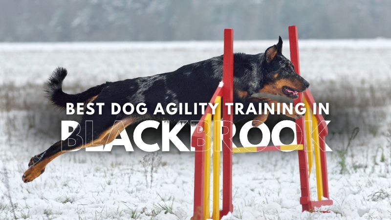Best Dog Agility Training in Blackbrook