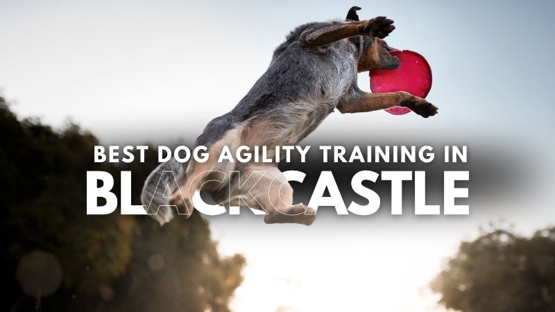 Best Dog Agility Training in Blackcastle