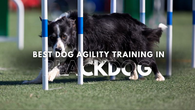 Best Dog Agility Training in Blackdog