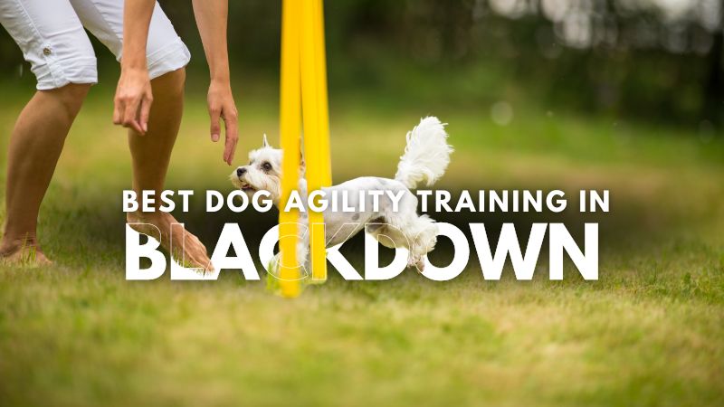 Best Dog Agility Training in Blackdown