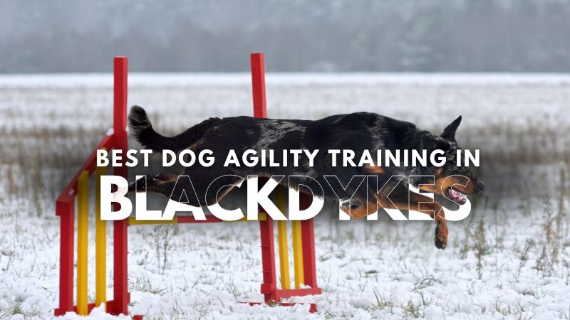 Best Dog Agility Training in Blackdykes