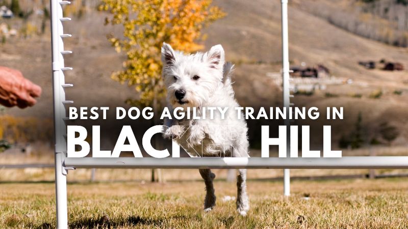 Best Dog Agility Training in Blacker Hill