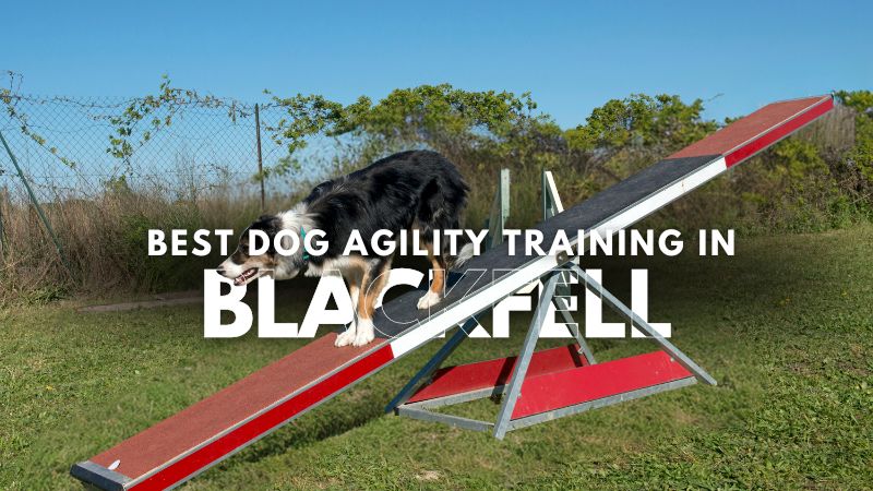 Best Dog Agility Training in Blackfell