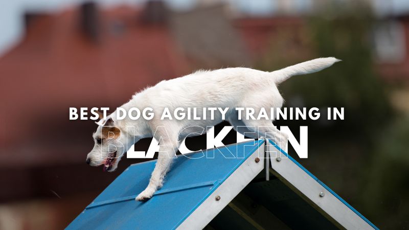 Best Dog Agility Training in Blackfen