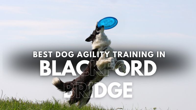 Best Dog Agility Training in Blackford Bridge