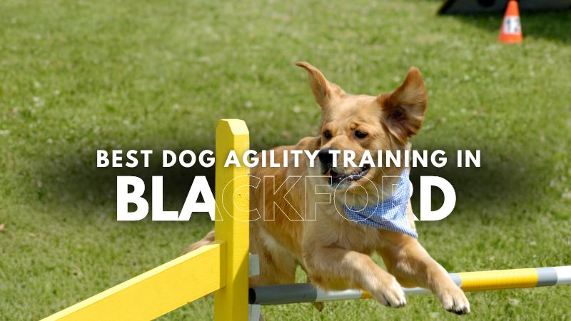 Best Dog Agility Training in Blackford