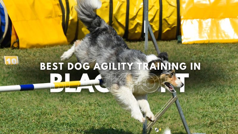 Best Dog Agility Training in Blackfort