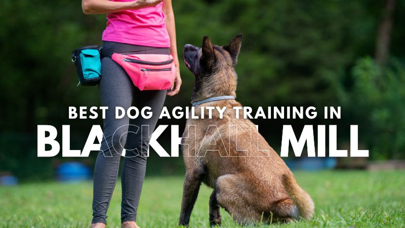 Best Dog Agility Training in Blackhall Mill