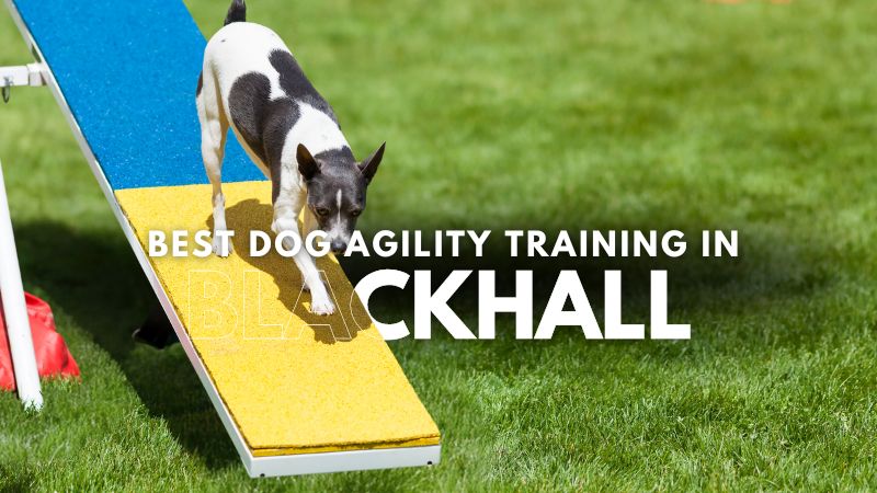 Best Dog Agility Training in Blackhall