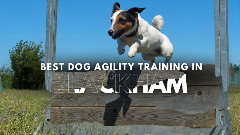 Best Dog Agility Training in Blackham