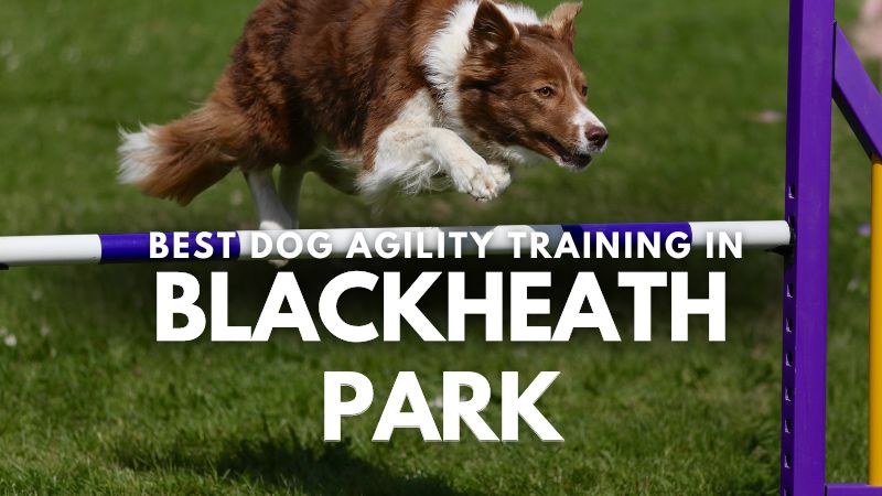 Best Dog Agility Training in Blackheath Park