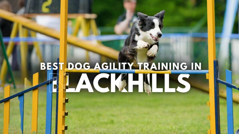 Best Dog Agility Training in Blackhills