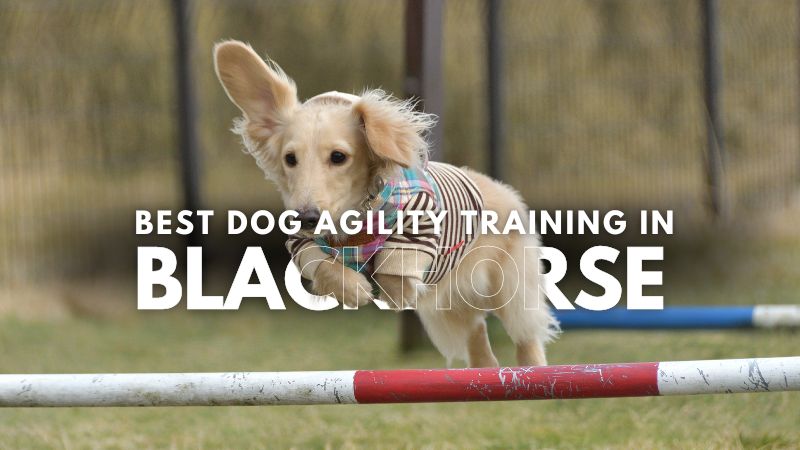 Best Dog Agility Training in Blackhorse