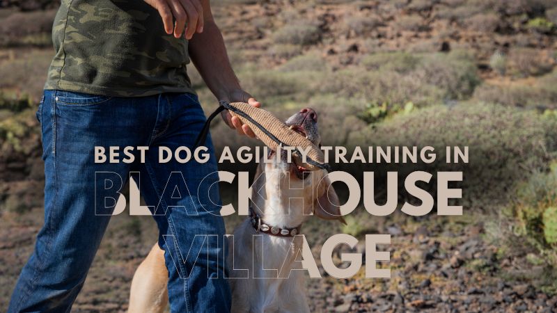 Best Dog Agility Training in Blackhouse Village