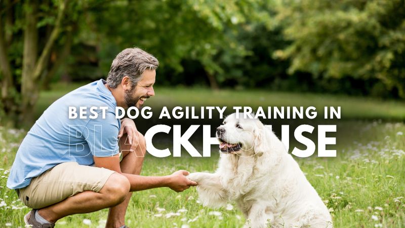 Best Dog Agility Training in Blackhouse